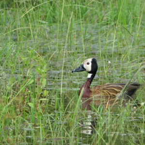 white-faced whistling duck (c) bellbird