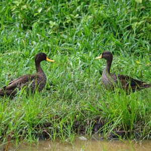 yellow-billed duck (c) bellbird